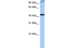 WB Suggested Anti-SFRS6 Antibody Titration: 0. (SFRS6 Antikörper  (Middle Region))
