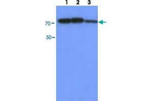 Western blot analysis of HepG2 cell lysate (30 ug) by using PFKM monoclonal antibody, clone AT2F11  (1:500-1:2000). (PFKM Antikörper  (AA 1-780))