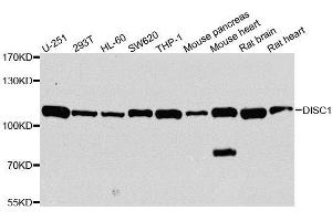 Western blot analysis of extracts of various cell lines, using DISC1 antibody. (DISC1 Antikörper  (AA 1-200))