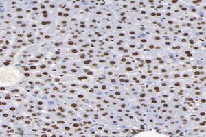 Immunohistochemistry analysis of paraffin-embedded mouse liver using,SET (ABIN7075583) at dilution of 1: 10000 (SET/TAF-I Antikörper)