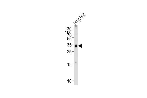 TCEAL2 antibody  (N-Term)