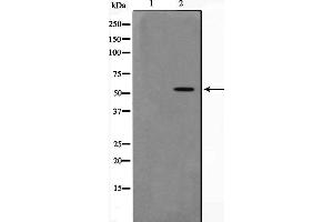 Western blot analysis on RAW264. (DUSL2 Antikörper  (C-Term))