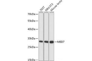 Western blot analysis of extracts of various cell lines using MED7 Polyclonal Antibody at dilution of 1:1000. (MED7 Antikörper)