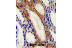 STIM1 Antibody (C-term) immunohistochemistry analysis in formalin fixed and paraffin embedded human kidney tissue followed by peroxidase conjugation of the secondary antibody and DAB staining. (STIM1 Antikörper  (C-Term))