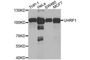 Western blot analysis of extracts of various cell lines, using UHRF1 antibody. (UHRF1 Antikörper  (AA 1-260))