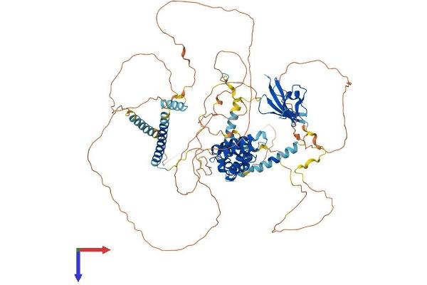 Axin Protein (AA 1-863) (His tag)