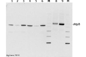 2 µg of total protein from (1) cow, (2) chicken, (3) pig, (4)  rat, (5) salmon, (6) seal, (8) Arabidopsis thaliana, (9) Zea mays extracted with Protein Extration Buffer, PEB and separated on  4-12% NuPage (Invitrogen) LDS-PAGE and blotted 1h to PVDF. (ATP1B1 Antikörper  (Subunit beta))