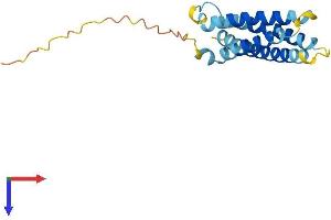 CMTM8 Protein (AA 1-173) (His tag)
