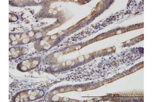 Image no. 1 for anti-Translocase of Inner Mitochondrial Membrane 9 (TIMM9) (AA 1-90) antibody (ABIN599211) (TIMM9 Antikörper  (AA 1-90))