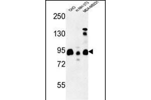 SGIP1 Antibody (N-term) (ABIN653508 and ABIN2842913) western blot analysis in CHO,MDA-M, mouse NIH-3T3 cell line lysates (35 μg/lane). (SGIP1 Antikörper  (N-Term))