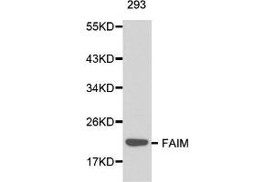 Western blot analysis of 293 cell lysate using FAIM antibody.