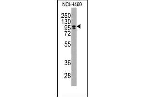 Image no. 1 for anti-CCAAT/enhancer Binding Protein (C/EBP), zeta (CEBPZ) (C-Term) antibody (ABIN357868) (CEBPZ Antikörper  (C-Term))