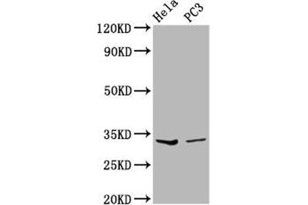 Ribonuclease H1 Antikörper  (AA 73-185)