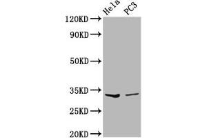 Western Blot Positive WB detected in: Hela whole cell lysate, PC-3 whole cell lysate All lanes: RNASEH1 antibody at 3.