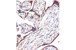 Immunohistochemistry of paraffin-embedded Human placenta using ZPBP Rabbit pAb (ABIN7271569) at dilution of 1:100 (40x lens). (ZPBP Antikörper  (AA 45-200))