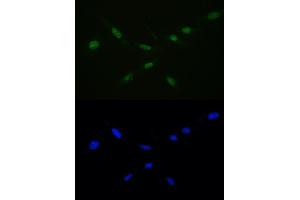 IF analysis of Ran using anti-Ran antibody (ABIN5518950) Ran was detected in immunocytochemical section of U20S cell. (RAN Antikörper  (AA 2-216))