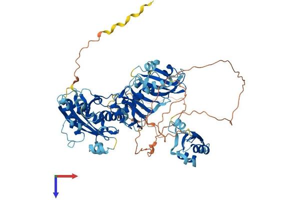 ESRP2 Protein (AA 1-717) (His tag)