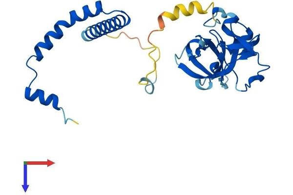NSA2 Protein (AA 1-260) (His tag)