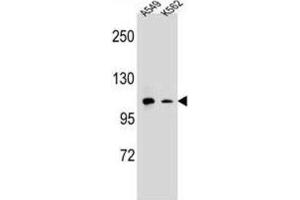 Western Blotting (WB) image for anti-Integrin alpha M (ITGAM) antibody (ABIN2995765) (CD11b Antikörper)