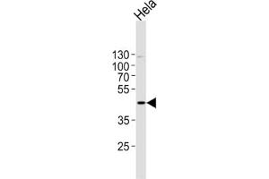 MAPK1 Antibody western blot analysis in Hela cell line lysates (35 ug/lane). (ERK2 Antikörper  (C-Term))