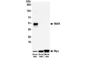 Western Blotting (WB) image for anti-Transcription Factor MafA (MAFA) (AA 125-175) antibody (ABIN7449538) (Rekombinanter MAFA Antikörper  (AA 125-175))
