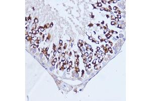 Immunohistochemistry of paraffin-embedded rat testis using P antibody (ABIN7269446) at dilution of 1:100 (40x lens). (PABP Antikörper  (AA 350-450))