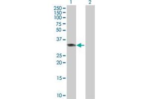 Western Blot analysis of PPP2R3B expression in transfected 293T cell line by PPP2R3B MaxPab polyclonal antibody. (PPP2R3B Antikörper  (AA 1-225))