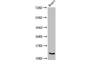 Western Blot Positive WB detected in: Mouse heart tissue All lanes: Ocm antibody at 3 μg/mL Secondary Goat polyclonal to rabbit IgG at 1/50000 dilution Predicted band size: 13 kDa Observed band size: 13 kDa (Oncomodulin Antikörper  (AA 2-109))