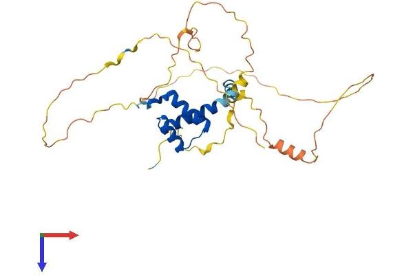 PITX3 Protein (AA 1-302) (His tag)