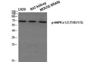 Western Blot analysis of various cells using Phospho-AMPK alpha1/2 (Thr183/172) Polyclonal Antibody at dilution of 1:500 (PRKAA1/PRKAA2 Antikörper  (pThr172, pThr183))