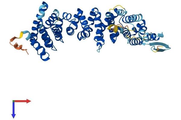 Ataxin 10 Protein (ATXN10) (AA 1-475) (His tag)