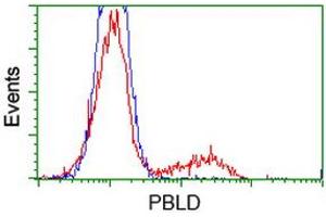 HEK293T cells transfected with either RC202328 overexpress plasmid (Red) or empty vector control plasmid (Blue) were immunostained by anti-PBLD antibody (ABIN2453427), and then analyzed by flow cytometry. (PBLD1 Antikörper)