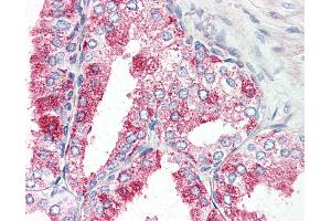 Anti-GPR27 antibody IHC of human prostate. (GPR27 Antikörper  (Internal Region))
