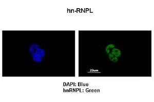 Immunofluorescence (IF) image for anti-Heterogeneous Nuclear Ribonucleoprotein L (HNRNPL) (N-Term) antibody (ABIN2778777)