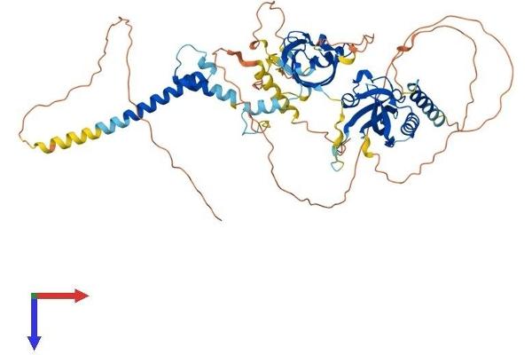 ARNTL Protein (AA 1-626) (His tag)