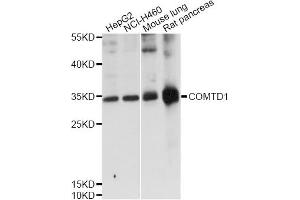 Western blot analysis of extracts of various cell lines, using COMTD1 antibody (ABIN6292682) at 1:1000 dilution.