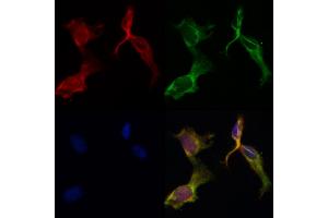 ABIN6265563 and ABIN6266644 staining HepG2 by IF/ICC. (PAR1 Antikörper  (N-Term))