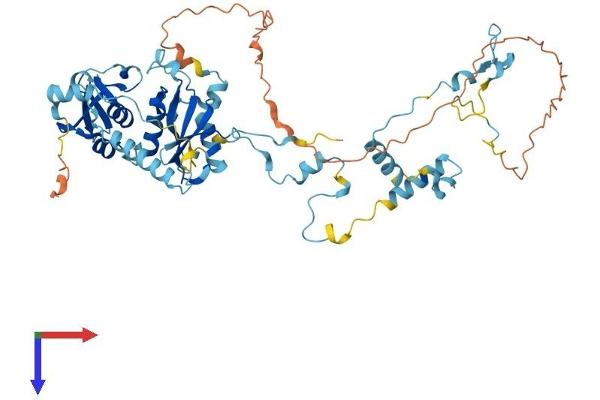 TSEN54 Protein (AA 1-525) (His tag)