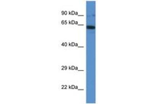 IFT80 antibody  (AA 535-584)