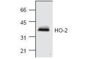 Image no. 1 for anti-Heme Oxygenase (Decycling) 2 (HMOX2) antibody (ABIN155125) (HMOX2 Antikörper)