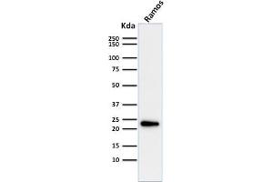 Western Blot Analysis of Ramos cell lysate using LMO2 Mouse Monoclonal Antibody (LMO2/1971). (LMO2 Antikörper  (AA 23-140))