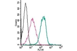 Cell surface detection of Adenosine A2B Receptor by indirect flow cytometry in live intact human THP-1 monocytic leukemia cells: (black line) Cells. (Adenosine A2b Receptor Antikörper  (Cys154Ser-Mutant, Extracellular))
