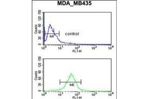 GPR17 Antibody (Center) (ABIN653809 and ABIN2843084) flow cytometric analysis of MDA-M cells (bottom histogram) compared to a negative control cell (top histogram). (GPR17 Antikörper  (AA 230-258))