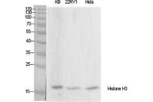 Western Blot (WB) analysis of specific cells using Histone H3 Polyclonal Antibody. (Histone 3 Antikörper  (Lys428))