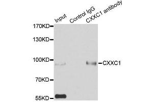 Immunoprecipitation analysis of 200ug extracts of HepG2 cells using 3ug CXXC1 antibody. (CXXC1 Antikörper  (AA 1-210))
