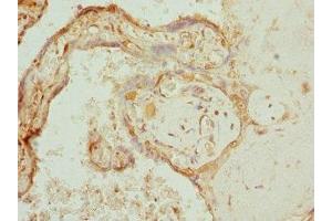 Immunohistochemistry of paraffin-embedded human placenta tissue using ABIN7166573 at dilution of 1:100 (COX1 Antikörper  (AA 1-160))