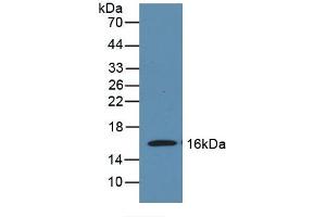 Detection of Recombinant MOG, Mouse using Polyclonal Antibody to Myelin Oligodendrocyte Glycoprotein (MOG)