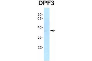 Host:  Rabbit  Target Name:  DPF3  Sample Type:  HT1080  Antibody Dilution:  1. (DPF3 Antikörper  (Middle Region))