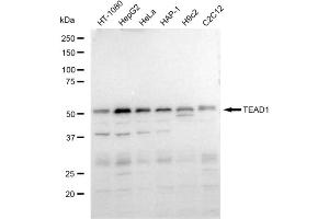 anti-TEA Domain Family Member 1 (SV40 Transcriptional Enhancer Factor) (TEAD1) antibody