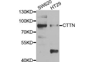 Western blot analysis of extracts of various cell lines, using CTTN antibody (ABIN5973413) at 1/1000 dilution. (Cortactin Antikörper)